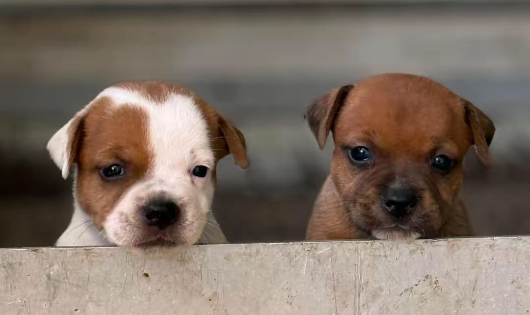 Cuccioli Staffordshire Bull Terrier